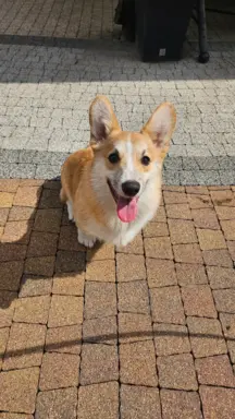 Welsh Corgi Pembroke piesek 4