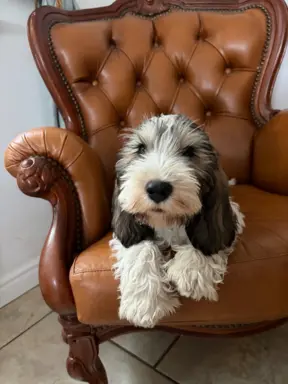 Wesoły szczeniak Petit basset griffon vendeen PBGV 1