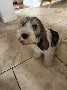 Wesoły szczeniak Petit basset griffon vendeen PBGV 4