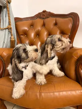 Wesoły szczeniak Petit basset griffon vendeen PBGV 5