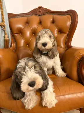 Wesoły szczeniak Petit basset griffon vendeen PBGV 3