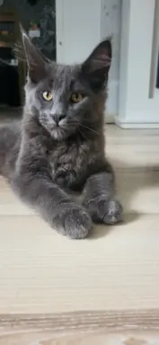 Kocięta Maine Coon 1
