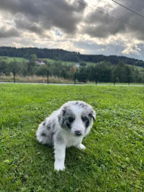 Szczeniaki Border Collie 1