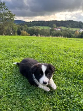 Szczeniaki Border Collie 2
