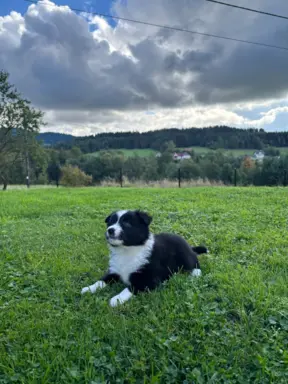 Szczeniaki Border Collie 4