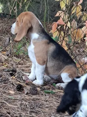 Beagle ZKwP 1