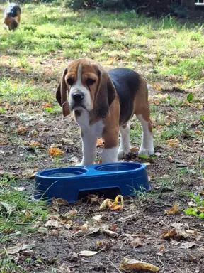 Beagle ZKwP 2