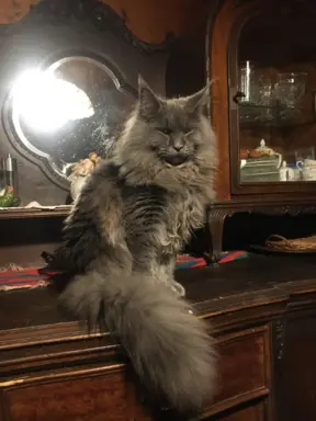 Koteczka Maine Coon FPL 1