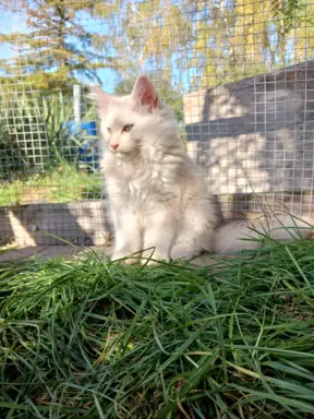 Rezerwacja/Maine coon- wyjątkowe kocurki szukają domu. 1