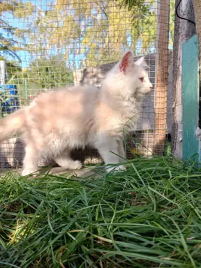 Rezerwacja/Maine coon- wyjątkowe kocurki szukają domu. 2