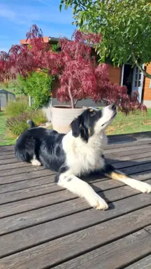 Border Collie - piesek BAGI - z hodowli NEGRESSE 1