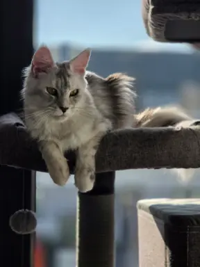 maine coon-cudowne kocurki gotowe na nowy dom 12