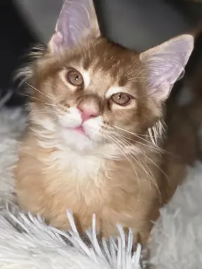 maine coon-cudowne kocurki gotowe na nowy dom 2
