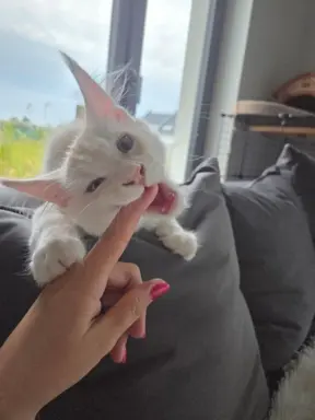 maine coon-cudowne kocurki gotowe na nowy dom 3