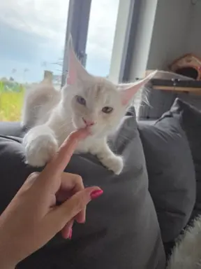maine coon-cudowne kocurki gotowe na nowy dom 4