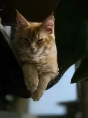 maine coon-cudowne kocurki gotowe na nowy dom 6