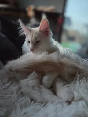 maine coon-cudowne kocurki gotowe na nowy dom 8
