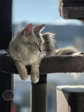 maine coon-cudowne kocurki gotowe na nowy dom 13