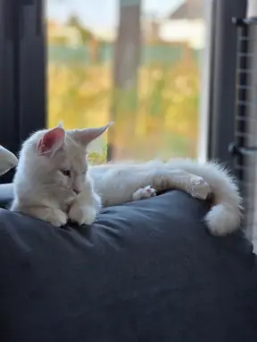 maine coon-cudowne kocurki gotowe na nowy dom 10