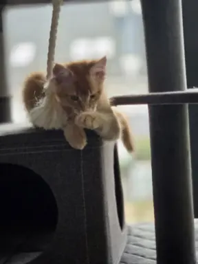 maine coon-cudowne kocurki gotowe na nowy dom 1
