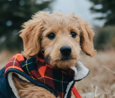 Goldendoodle - szczenięta na sprzedaż