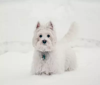 West Highland White Terrier - Szczenięta na Sprzedaż