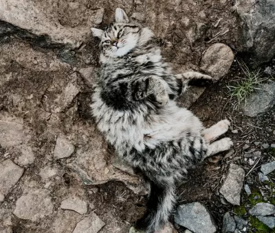 Kot Syberyjski - Kocięta na Sprzedaż