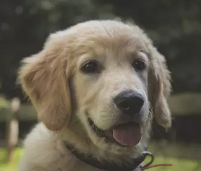 Golden Retriever - Szczenięta na Sprzedaż