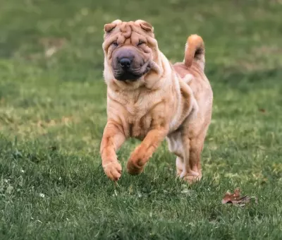 Shar Pei - Szczenięta na Sprzedaż