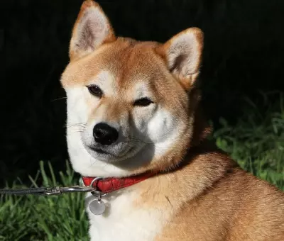 Shiba Inu - Szczenięta na Sprzedaż