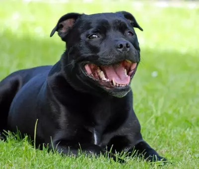 Staffordshire Bull Terrier - Szczenięta na Sprzedaż