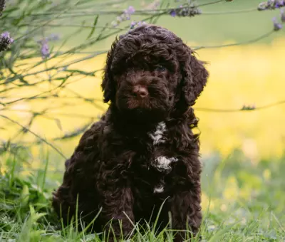 Lagotto Romagnolo - Szczenięta na Sprzedaż