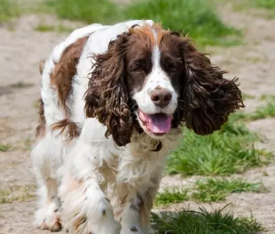 Springer Spaniel Angielski - Szczenięta na Sprzedaż