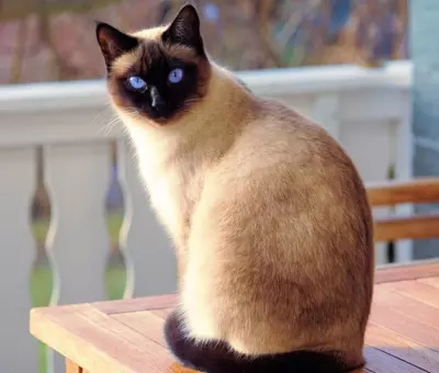 Kot syjamski - Kocięta na Sprzedaż