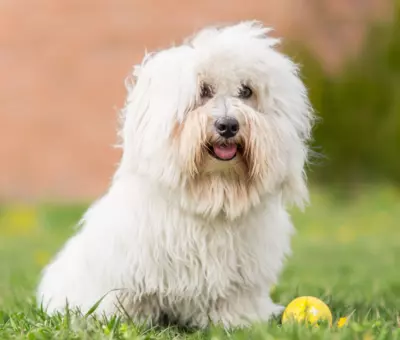 Coton de Tulear - Szczenięta na Sprzedaż