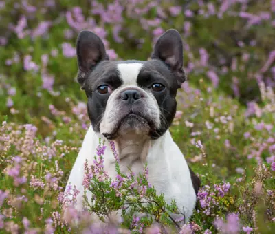 Boston Terrier - Szczenięta na Sprzedaż