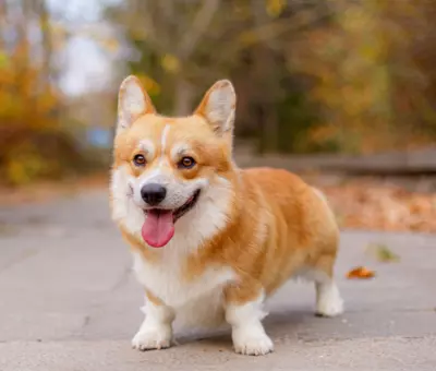 Welsh Corgi Cardigan - Szczenięta na Sprzedaż