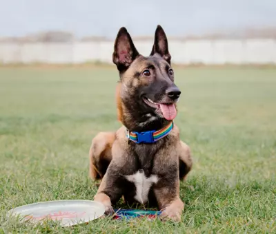 Owczarek Belgijski Malinois - Szczenięta na Sprzedaż