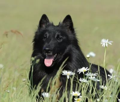 Owczarek Belgijski Groenendael - Szczenięta na Sprzedaż