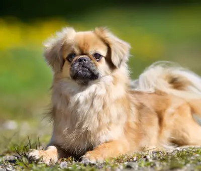 Spaniel Tybetański - Szczenięta na Sprzedaż