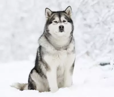 Alaskan Malamute - Szczenięta na Sprzedaż