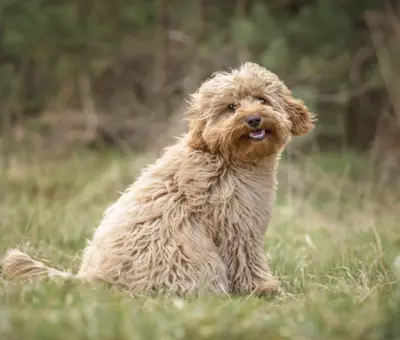 Cavapoo - Szczenięta na Sprzedaż