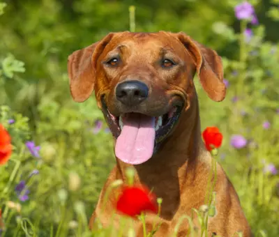 Rhodesian Ridgeback - Szczenięta na Sprzedaż