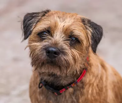 Border Terrier - Szczenięta na Sprzedaż