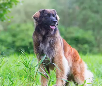 Leonberger - Szczenięta na Sprzedaż