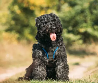 Bouvier des Flandres - Szczenięta na Sprzedaż