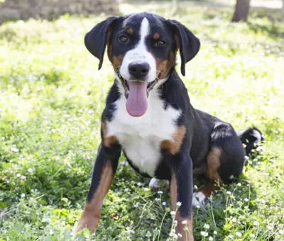 Entlebucher - Szczenięta na Sprzedaż