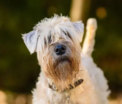 Irish Soft Coated Wheaten Terrier - Szczenięta na Sprzedaż