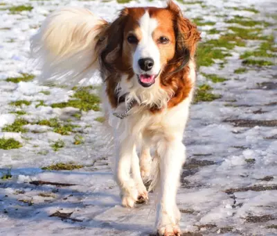 Płochacz Holenderski (Kooikerhondje) - Szczenięta na Sprzedaż