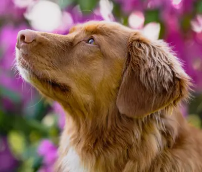Retriever z Nowej Szkocji - Szczenięta na Sprzedaż